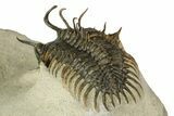Short-Fork Walliserops Hammi Trilobite - Foum Zguid, Morocco #179603-2
